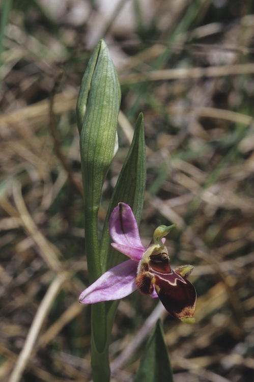 Identification Ophrys tardif Bugarach (11) H1vz