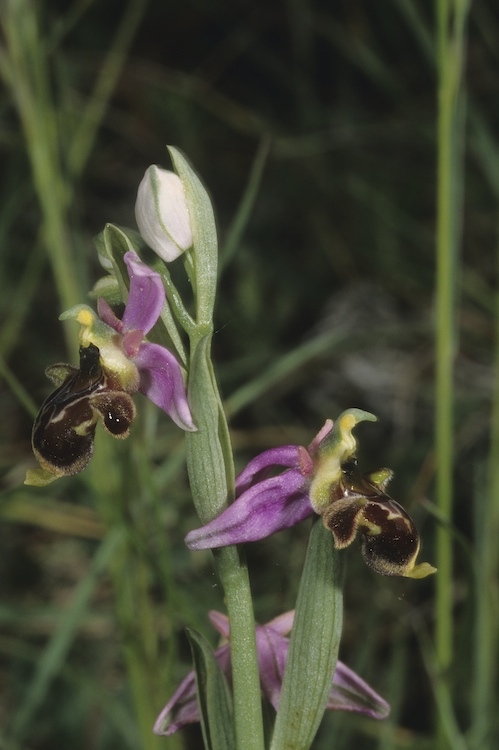 Identification Ophrys tardif Bugarach (11) R7zd