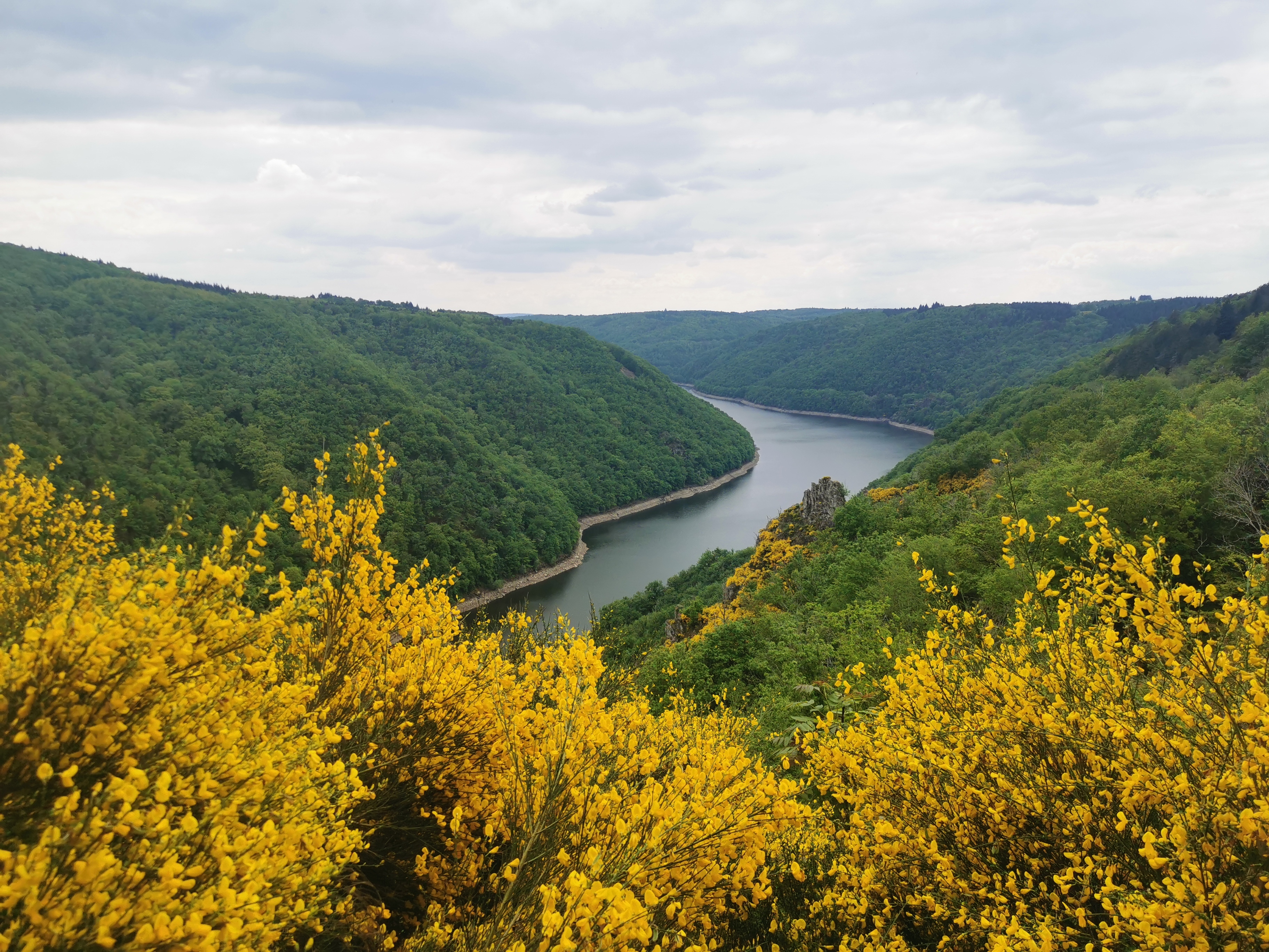 Paysage de genêts au printemps