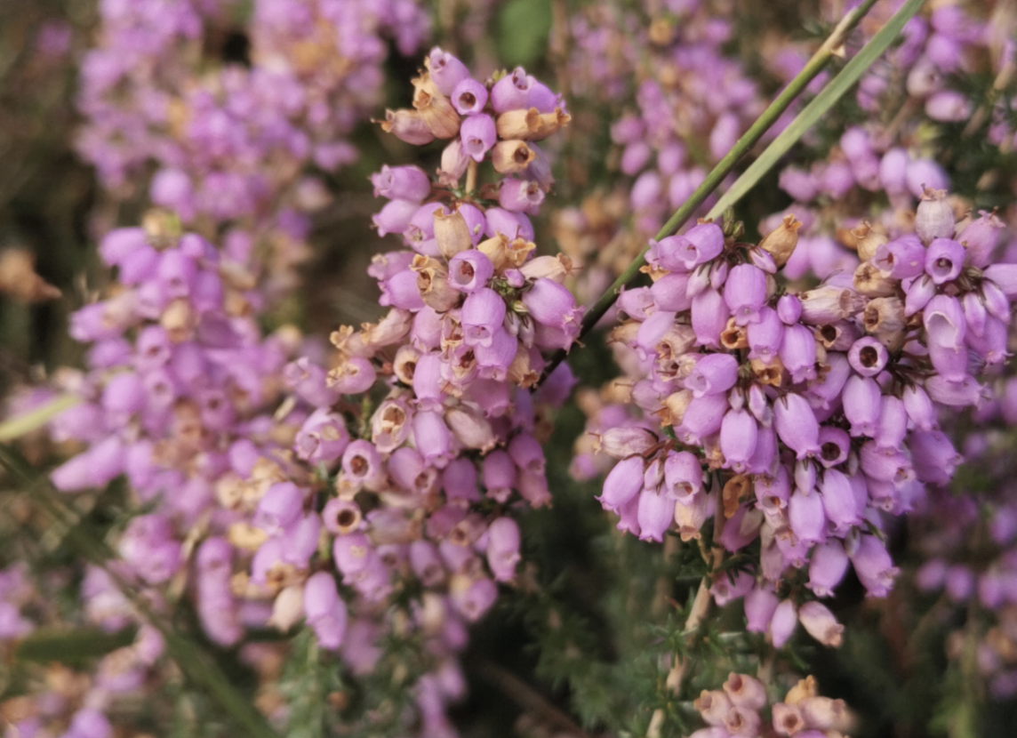 Photo de bruyère en été