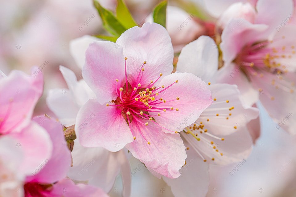 Image redimensionnée