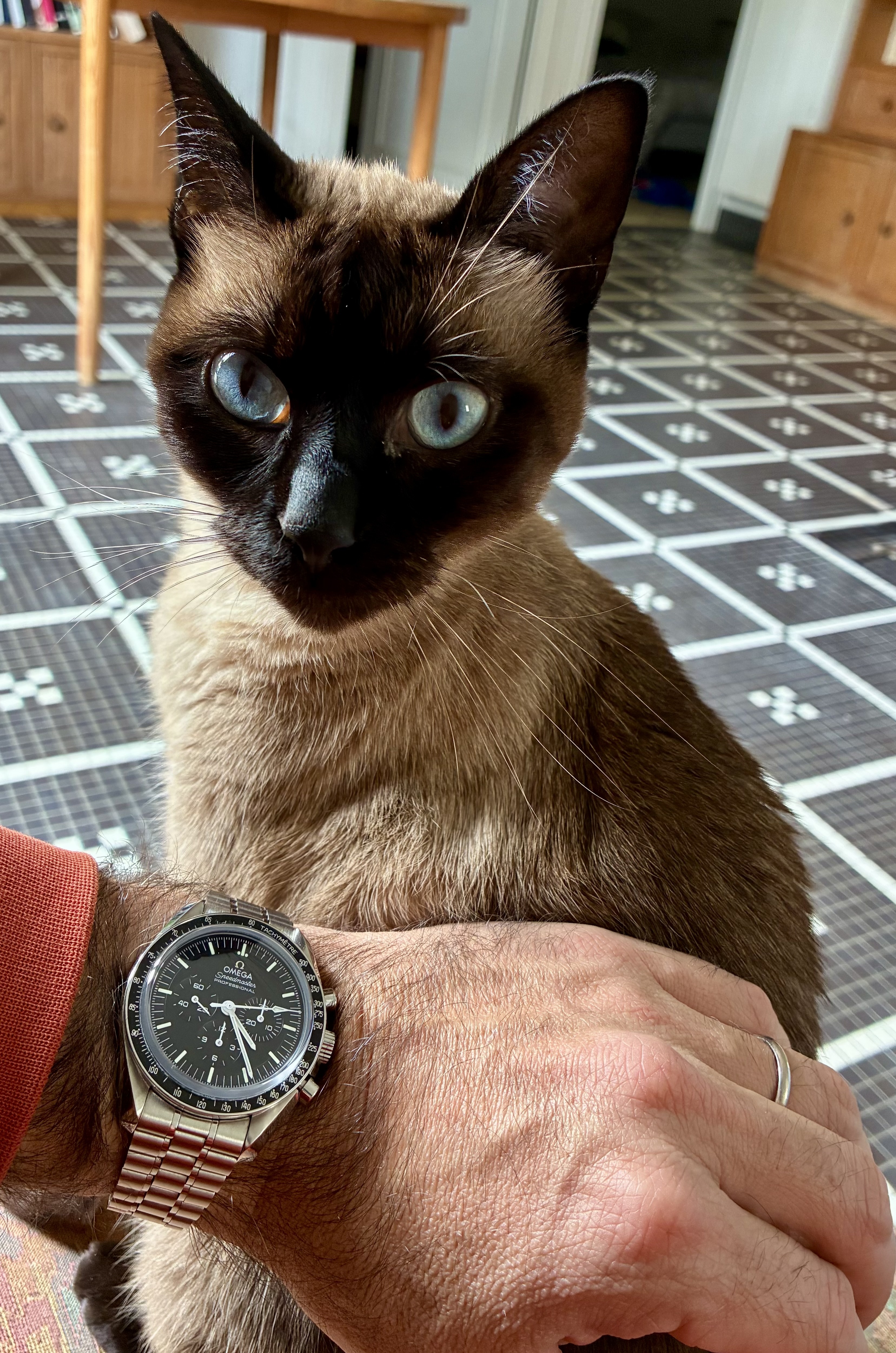 Vos animaux et vos montres :-) - Page 5 3j3y