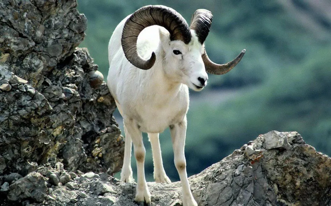 Illustration d'un argali blanc Illustration d'un argali blanc