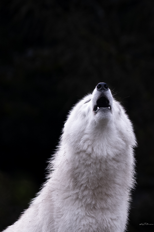 https://zupimages.net/up/26/09/ioqx.jpg