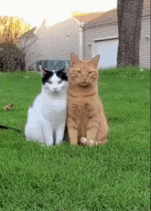 pfvs.gif