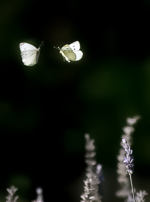 https://zupimages.net/up/26/13/jb8i.jpg