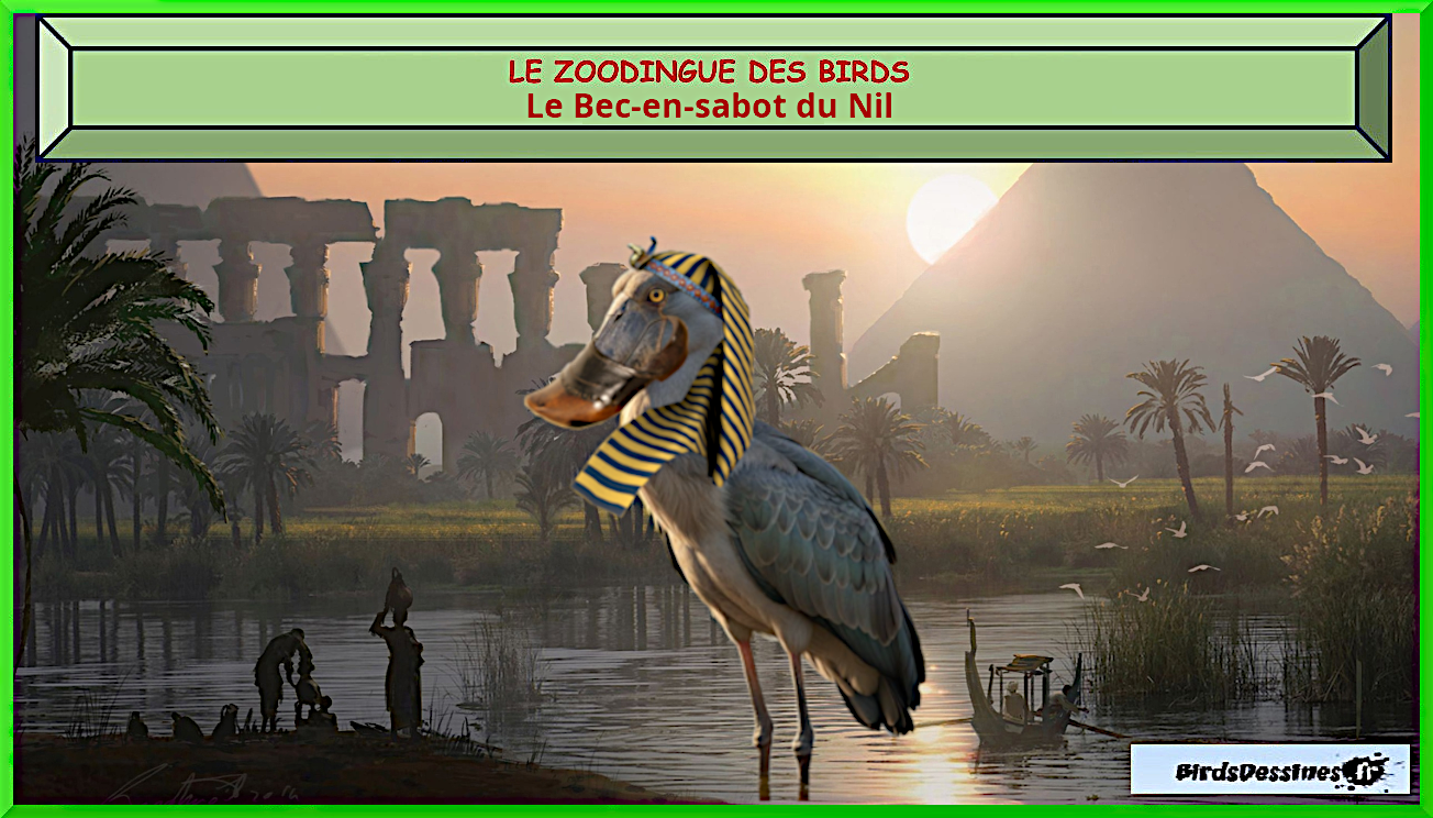 Bec-en-Sabot du Nil