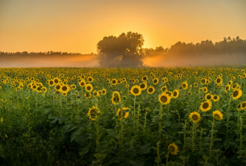 Praires de tournesol