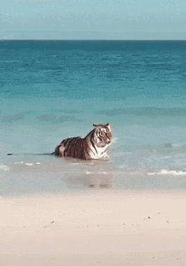 https://zupimages.net/up/26/24/88fl.gif