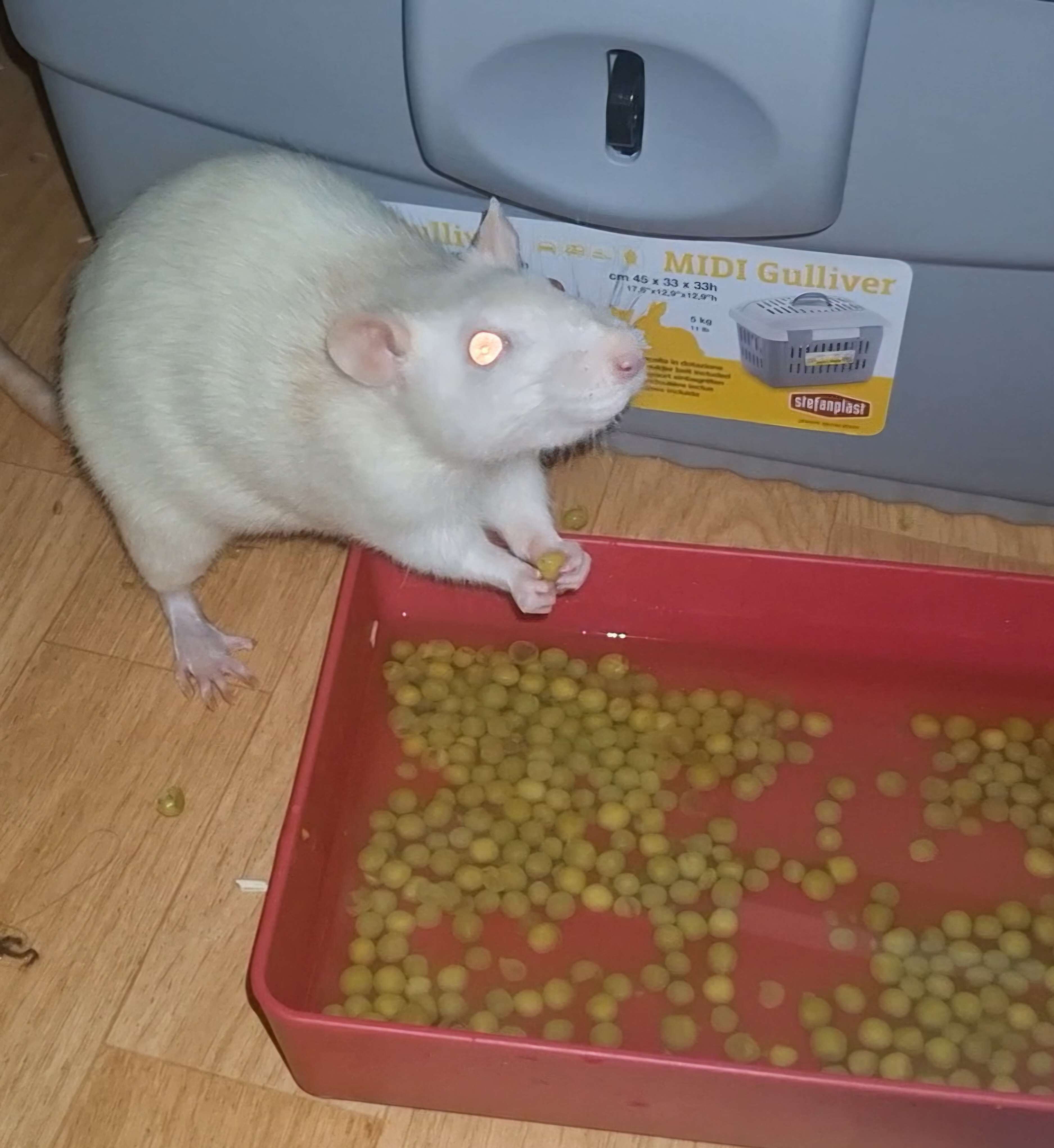 evtl.jpg