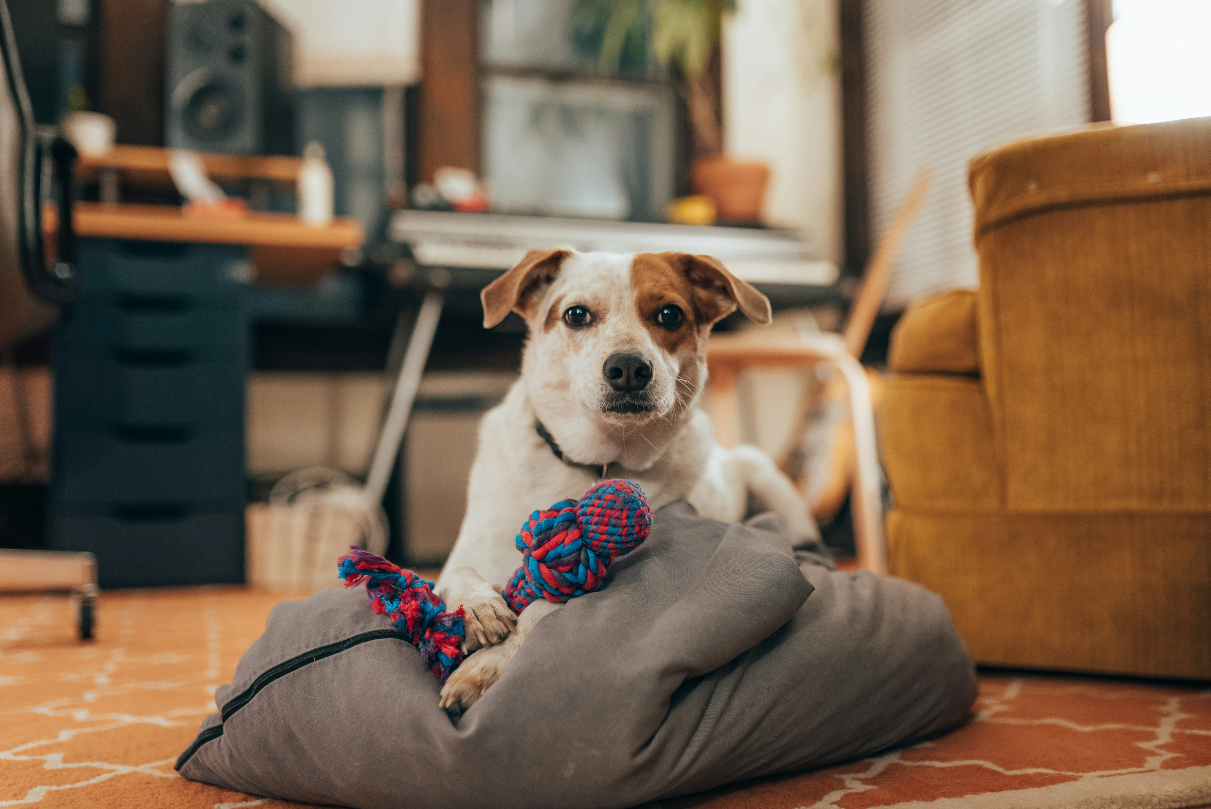 Dog in the apartment
