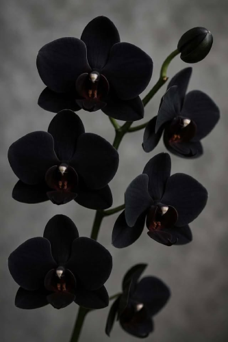 "La fleur noircit mais ne fane pas" Sally Väytkä, 2022 (Construction, Musée des Arts Photographiques de Tassel) "La fleur noircit mais ne fane pas" Sally Väytkä, 2022 (Construction, Musée des Arts Photographiques de Tassel)