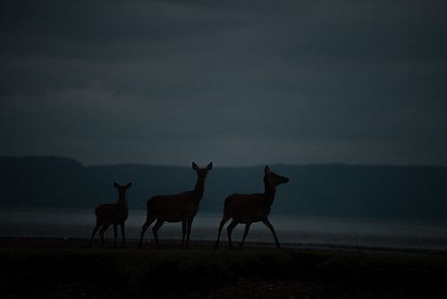cp0f.jpg