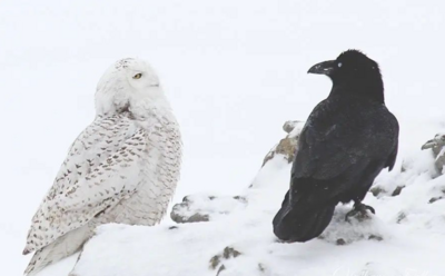 The owl and the crow The owl and the crow