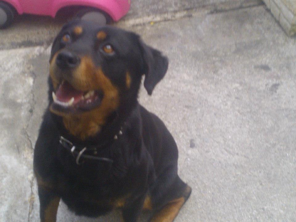 DIAM'S type rott perdue MANTES LA JOLIE  1950971648